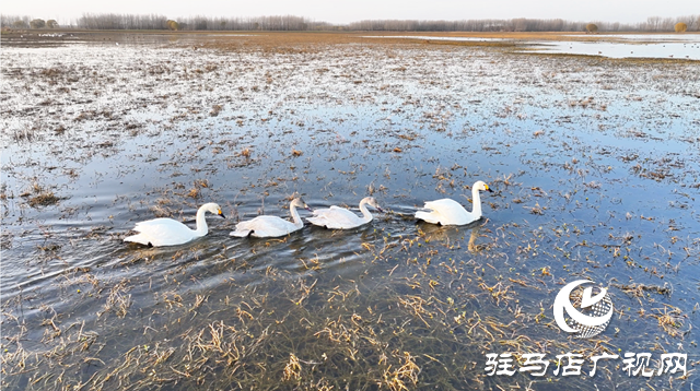 【组图】壮观！宿鸭湖迎来大批天鹅越冬