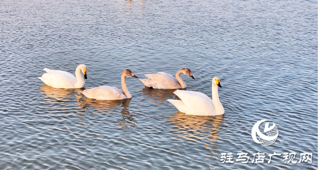 【组图】壮观！宿鸭湖迎来大批天鹅越冬