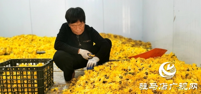 泌阳县：特色种植的“金丝皇菊”功效多多