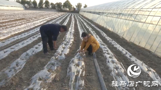 驿城区：积极应对寒潮来袭 全力保障蔬菜生产