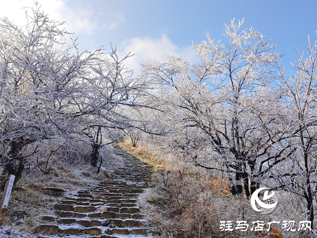 【组图】驻马店金顶山：漫山玉树琼枝如梦如画