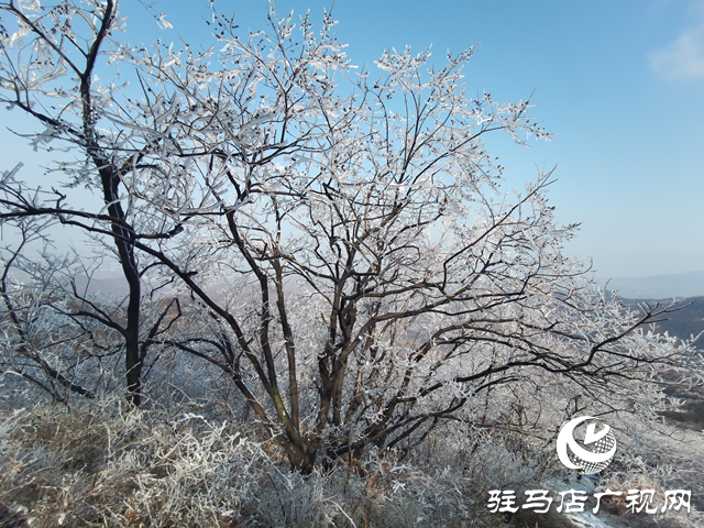 【组图】驻马店金顶山：漫山玉树琼枝如梦如画