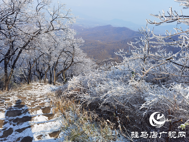 【组图】驻马店金顶山：漫山玉树琼枝如梦如画