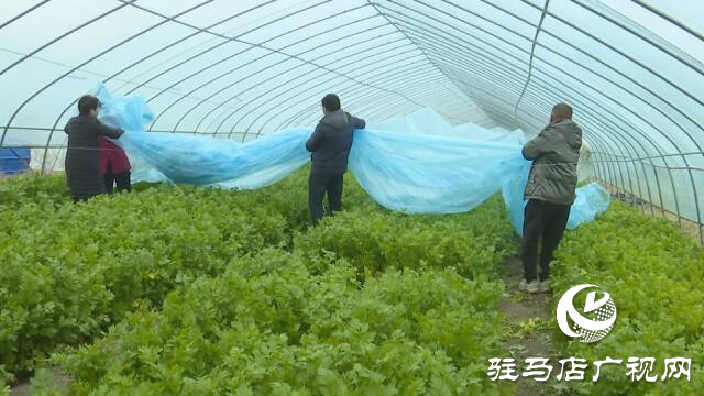 上蔡县：护好“菜篮子” 防住“风刀子”“雪墩子”