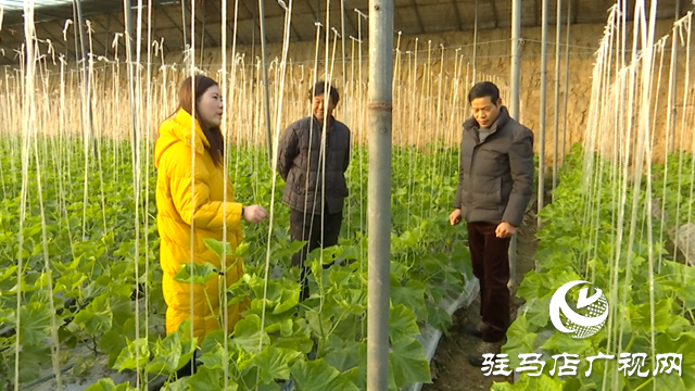 上蔡县：专家支招雨雪天气大棚管理