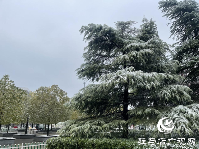 驻马店：飞雪纷纷 美景如画