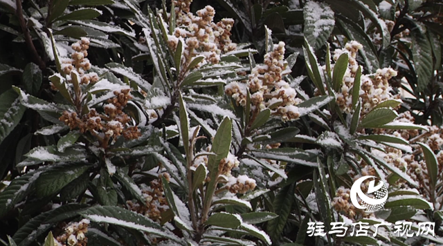 驻马店：飞雪纷纷 美景如画