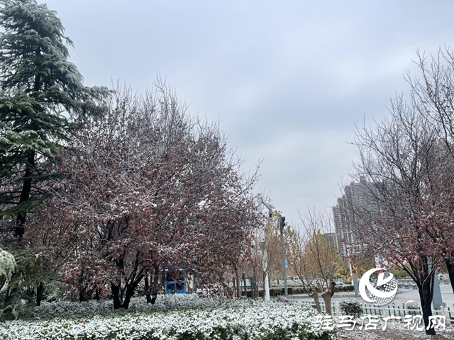 驻马店：飞雪纷纷 美景如画