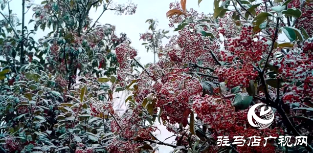 新蔡县：“五湖四带”披银装 雪中风景美如画