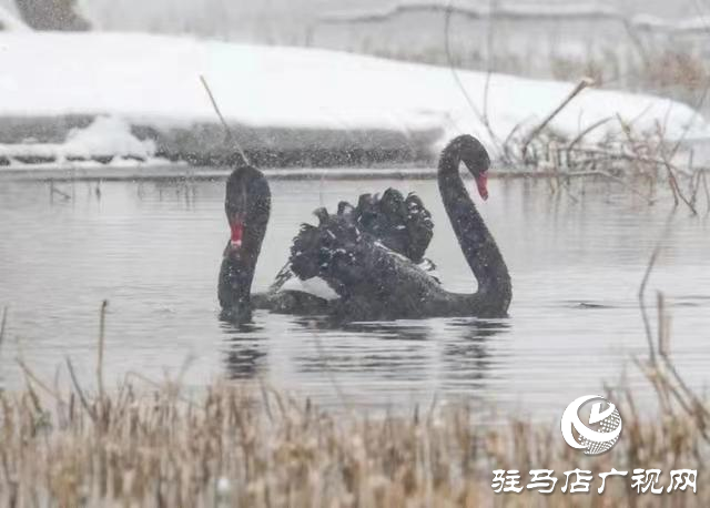 新蔡县：“五湖四带”披银装 雪中风景美如画