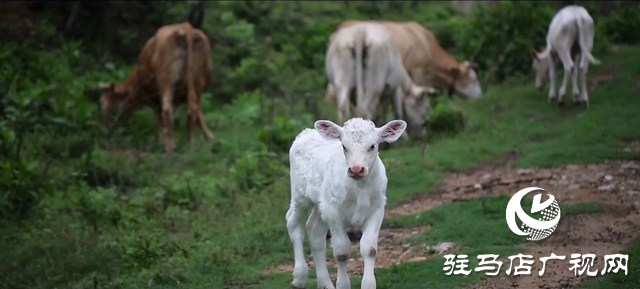 寒潮来袭 畜牧业生产这样防范应对