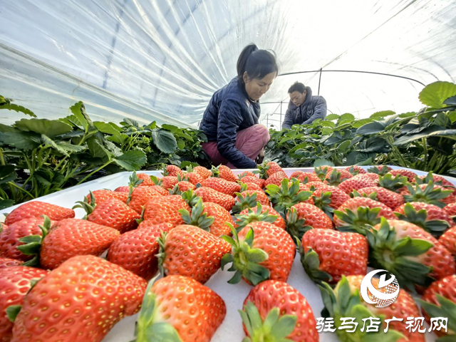 驿城区水屯镇：村民走向“莓”好致富路