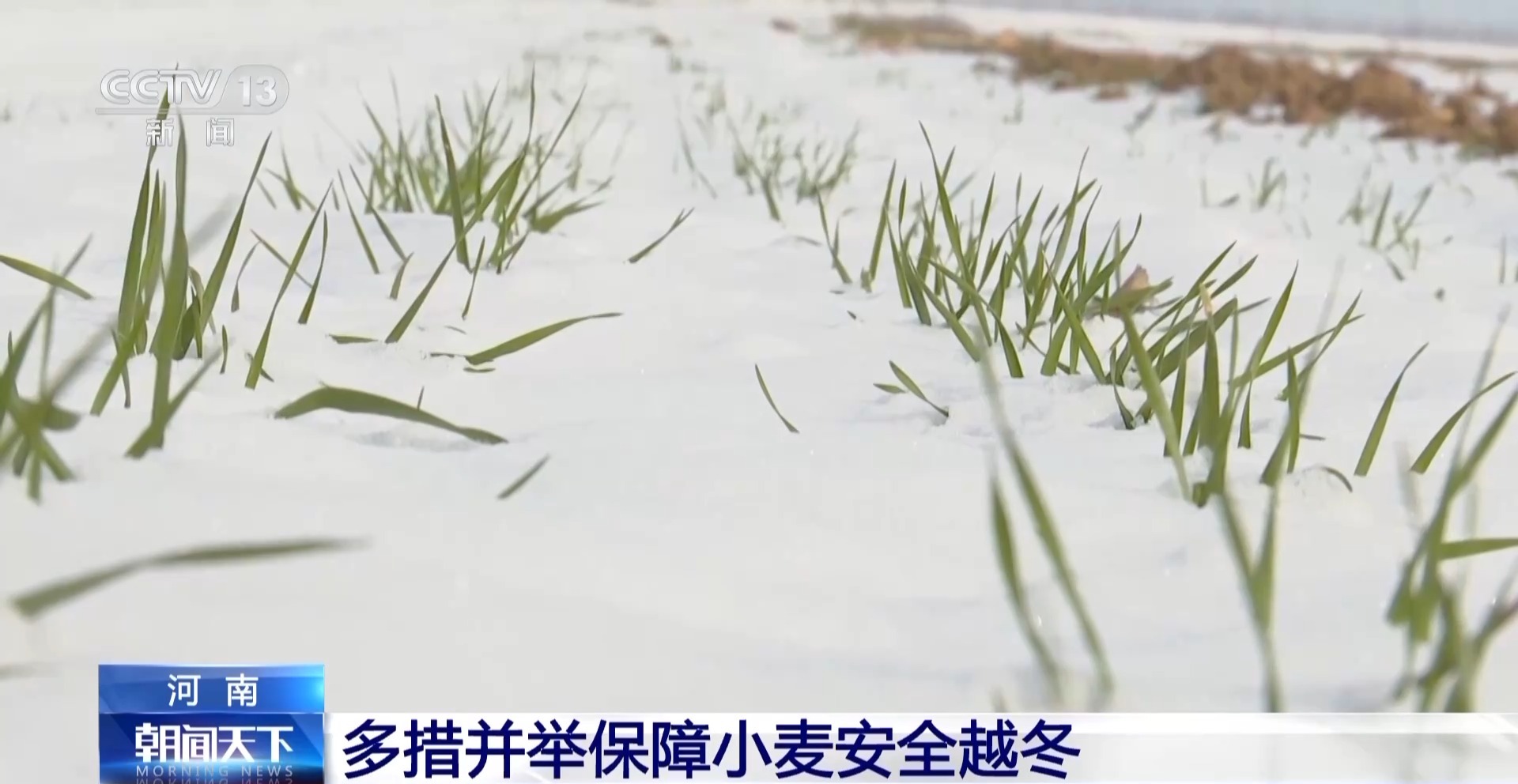 降雪降温天气小麦如何安全越冬？办法来了