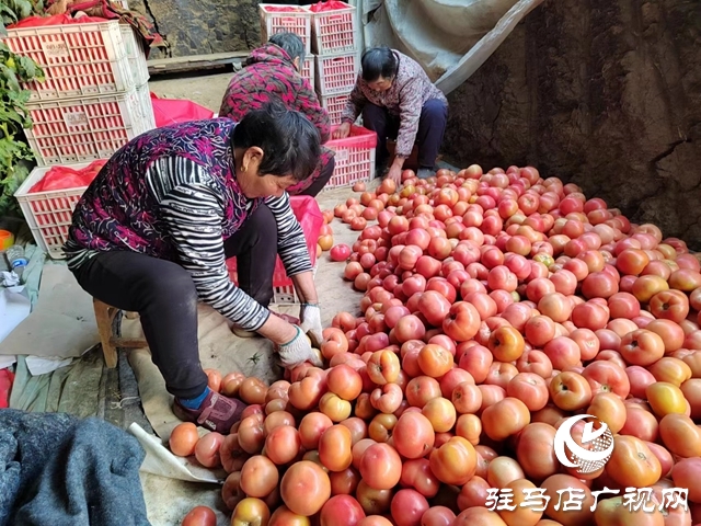 驿城区水屯镇：“菜篮子”成为村民致富的“钱袋子”