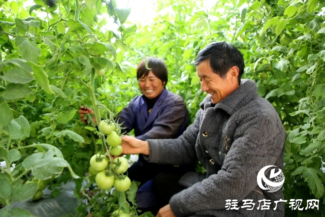 新蔡县：丰富市民“菜篮子” 鼓起村民“钱袋子”