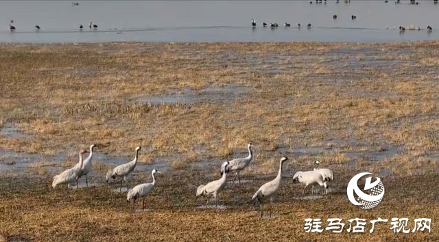 汝南宿鸭湖水鸟的天堂