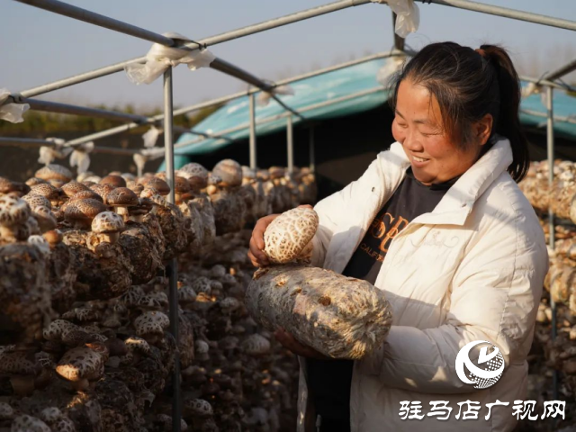 泌阳县：这儿的花菇瞧着真喜人!