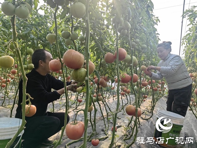 驿城区水屯镇田庄村：特色品种西红柿成了“致富果”