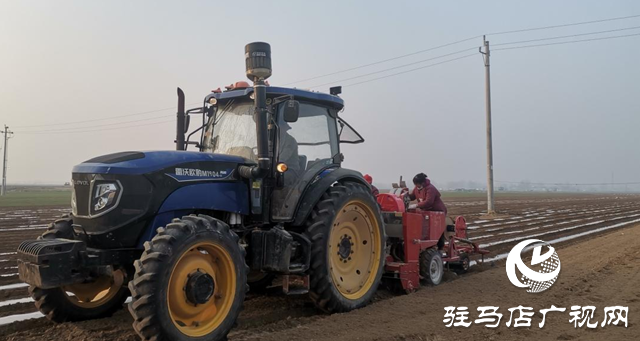 遂平县机械化种植助力马铃薯增产增效