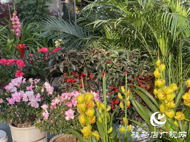 平舆县：花卉绿植成为市民必备的年货之一