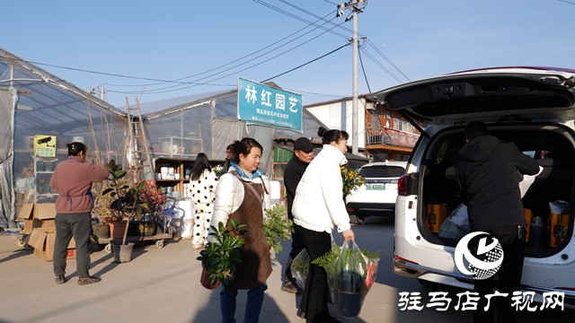 西平县人和乡：特色花卉产业“点亮”乡村产业振兴