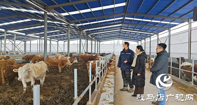 正阳县：肉牛养殖快速发展 产业集群优势明显