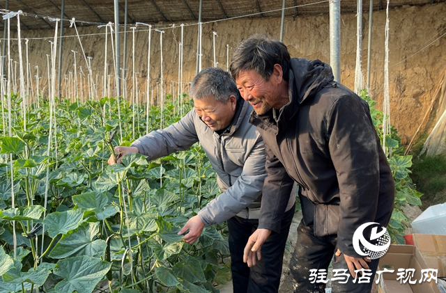 农技人员支招蔬菜管理 助力春节“菜篮子”供应