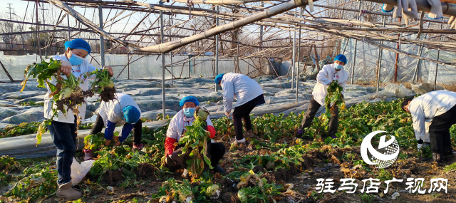 平舆县：金疙瘩银疙瘩不如的“辣疙瘩” 芥菜成为村民增收的“致富菜”