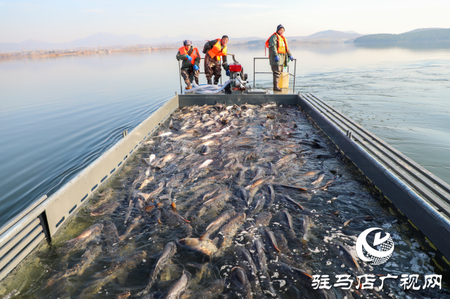 泌阳县：鱼跃人欢冬捕忙 喜迎新春好“丰”景