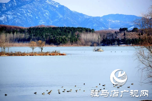 诗朗诵《铜山湖雪岸、玉树、水鸟........绝美的一幅画》