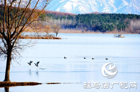 诗朗诵《铜山湖雪岸、玉树、水鸟........绝美的一幅画》