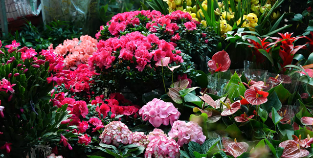 春节将近 花卉市场供销两旺