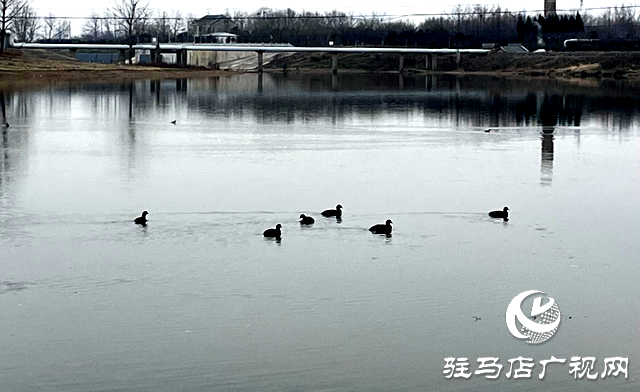 驻马店练江河水务中心：清理河道垃圾 保护水清岸绿