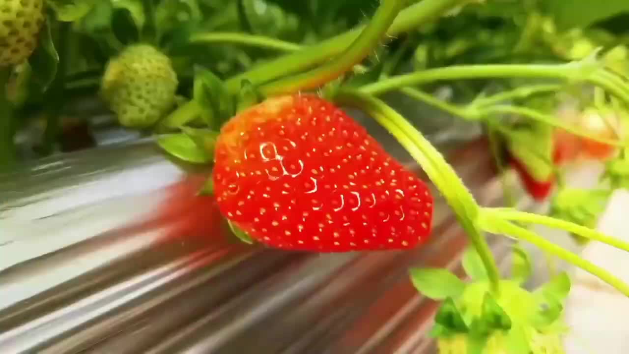 科技提高品质 “空中草莓”受青睐