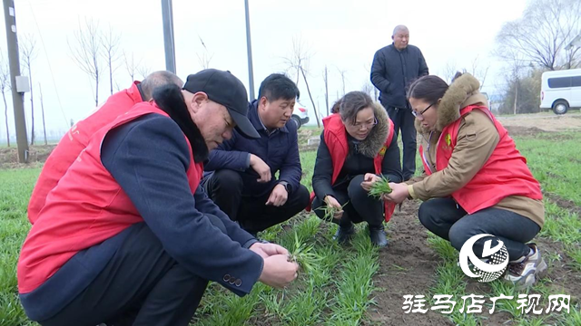 正阳：农技人员田间指导春季麦田管理