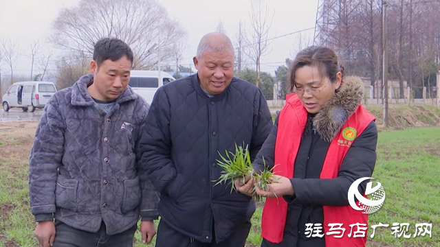 正阳：农技人员田间指导春季麦田管理