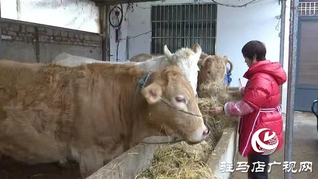 正阳县：肉牛养殖唱好助农“致富歌”