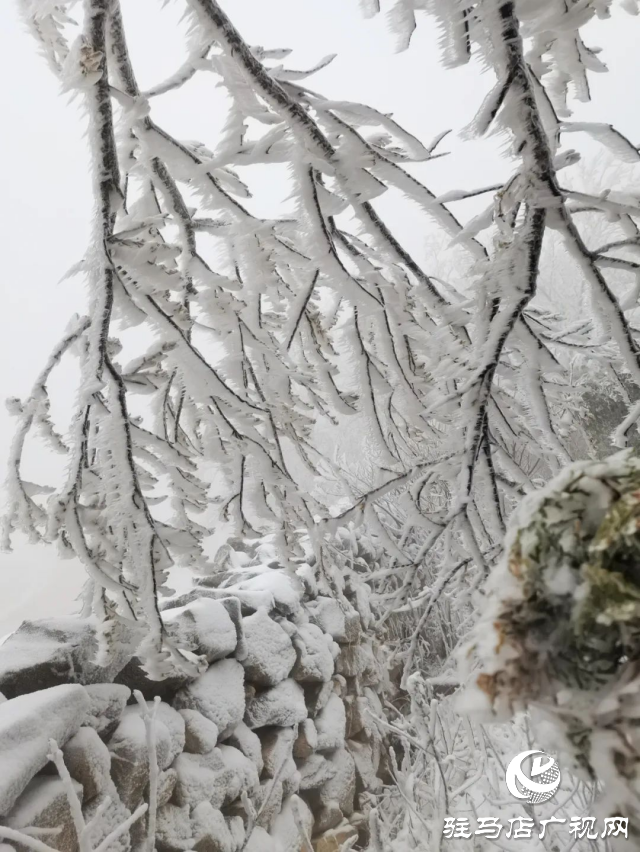 美呆了！罗汉山开启雪凇、雾凇双景齐现模式