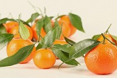 柑橘油胞发育之谜被破解