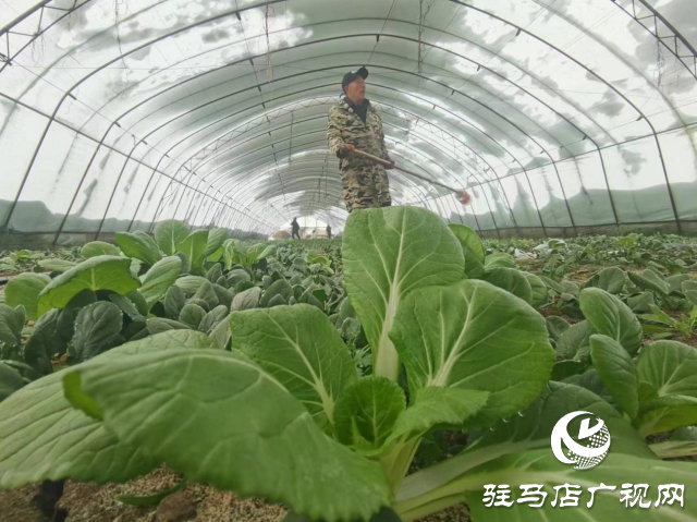 驻马店驿城区除雪防冻害 稳住市民“菜篮子”