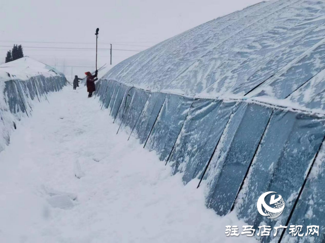 驻马店驿城区除雪防冻害 稳住市民“菜篮子”