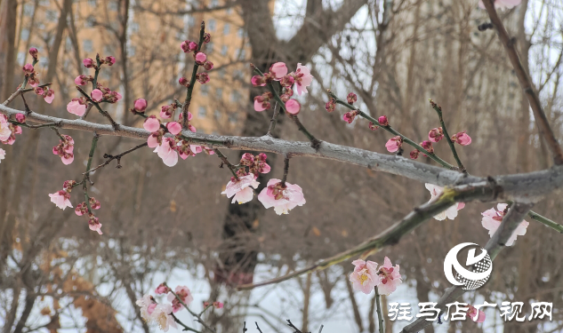 春雪中赏梅