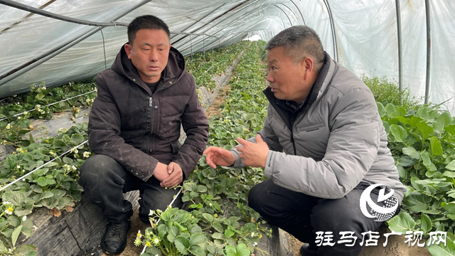 驻马店：大雪压坏草莓大棚 农技专家指导自救