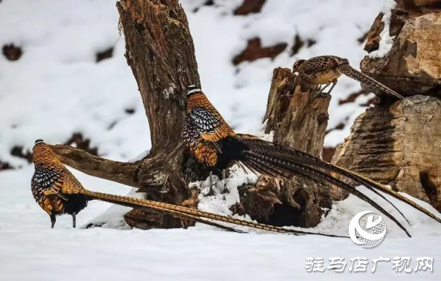 泌阳铜山湖惊现雪中美丽的珍稀濒危鸟类白冠长尾雉