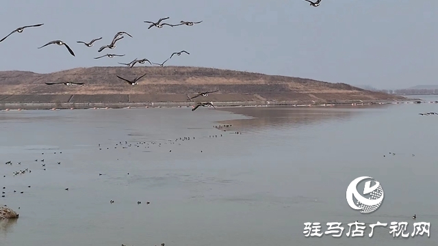 寒冬，他们在宿鸭湖湿地守护候鸟