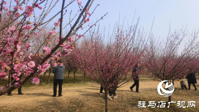 遂平：嵖岈山600亩梅园花开迎春来