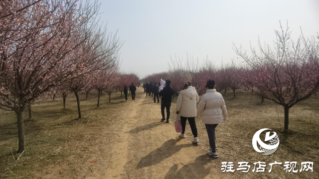 遂平：嵖岈山600亩梅园花开迎春来