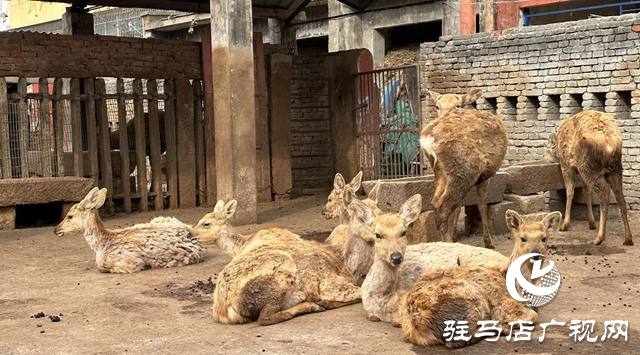 驻马店市南海动物园：承载几代人的美好回忆