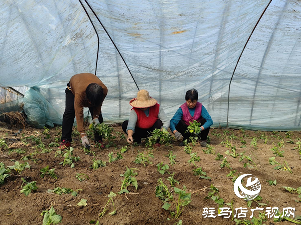 巾帼风采绽芳华‖罗瑞田：乡村振兴路上的追梦人