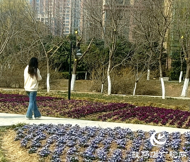 蝴蝶花开绘春色